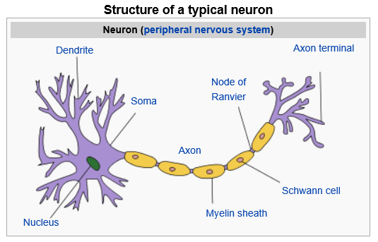 nerve cell